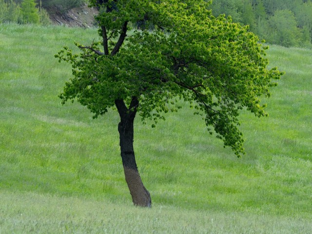 *ABGESAGT* Verwurzelt. Natur-Resilienz-Training für mehr Gelassenheit und innere Stärke
