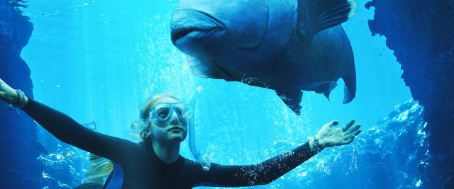 Blueback - eine tiefe Freundschaft - FREDA-Sommerkino mit Popcorn und Umtrunk