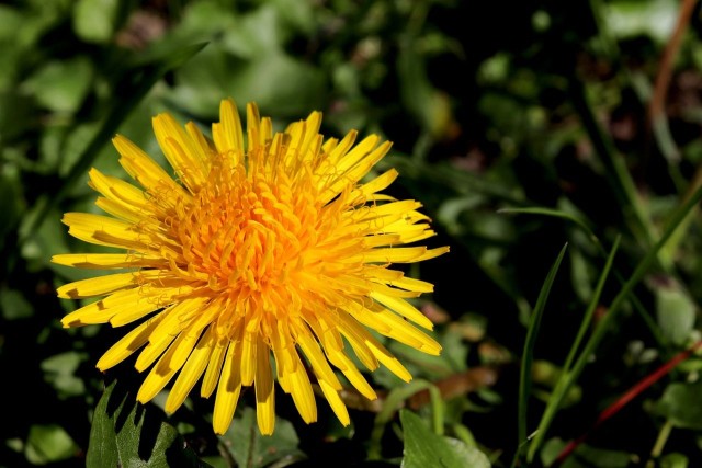 Die Wirkung des inneren Lächelns