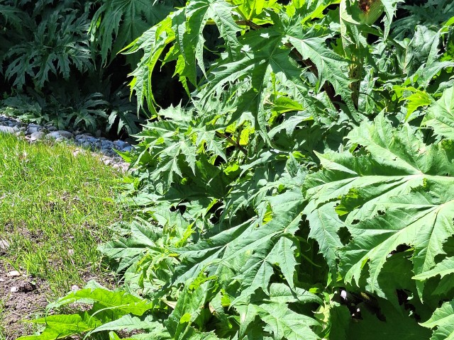 Invasive Pflanzenarten: Herausforderung für Natur und Mensch