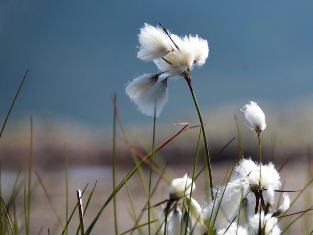 WORTschmiede im Moor (BA0200264)